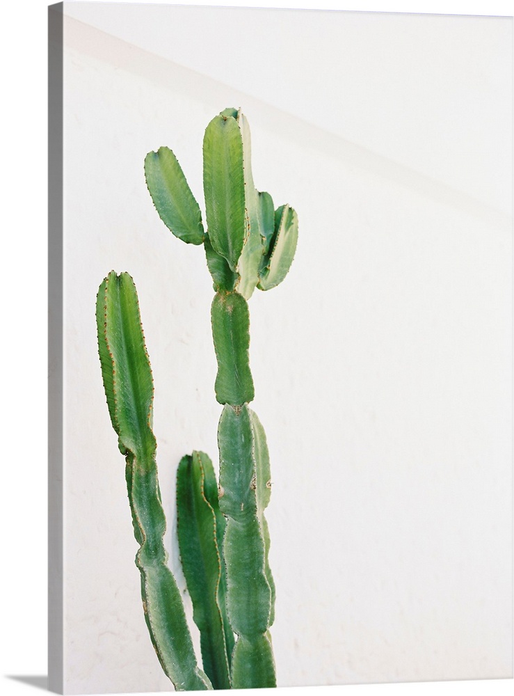 Photograph of a tall cactus against a white wall.
