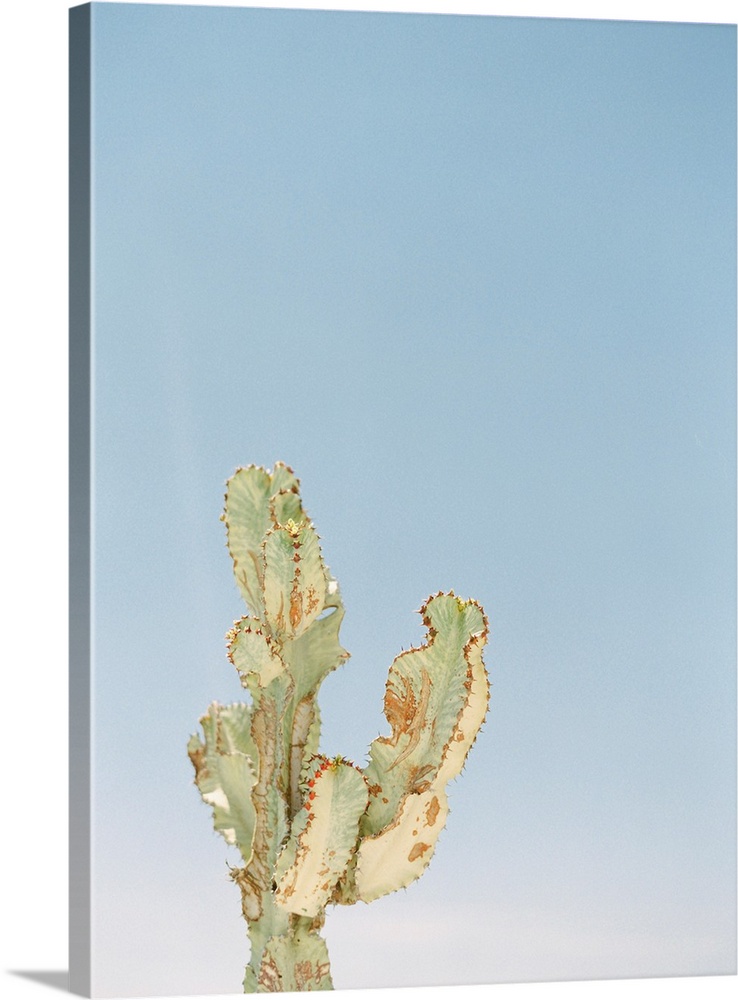 Photograph of a cactus against a bright blue sky.