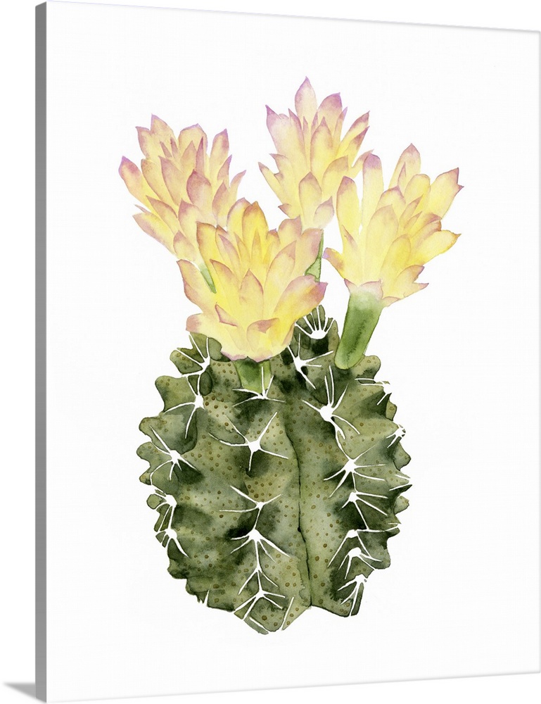 Watercolor painting of a round cactus with blooming yellow flowers.