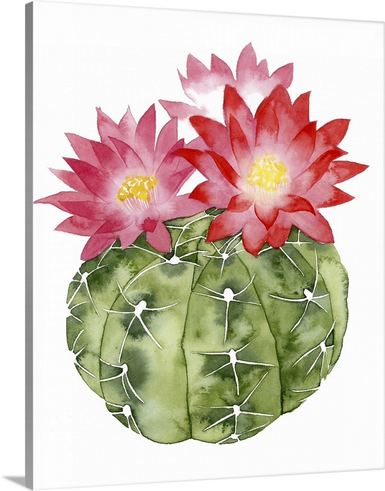 Watercolor painting of a round cactus with blooming red flowers.