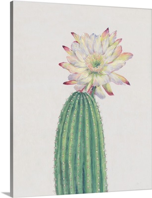Cactus Blossom I