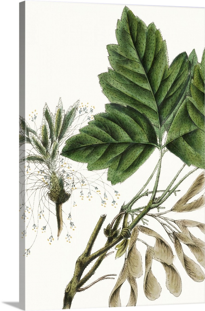 This contemporary artwork features an illustration of a close up of a botanical plant partially colored over a white backg...