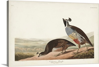 Californian Partridge