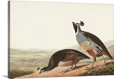 Californian Partridge