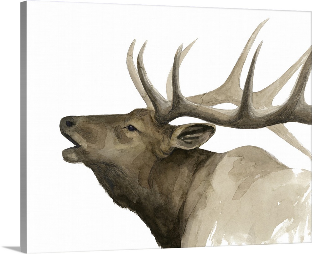 Contemporary watercolor painting of an elk.