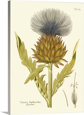 Cardon, Pl. 461