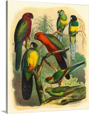 Cassel Tropical Birds II