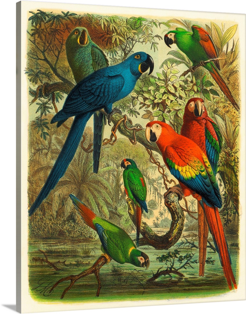 Cassel Tropical Birds III