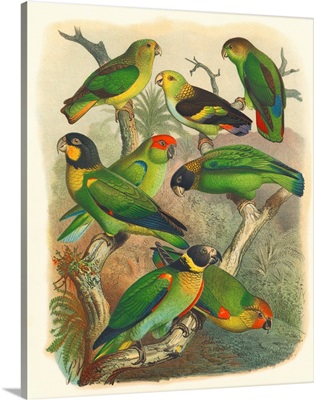 Cassel Tropical Birds IV