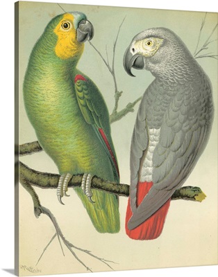 Cassell's Parrots II