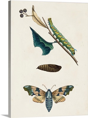 Caterpillar & Moth II