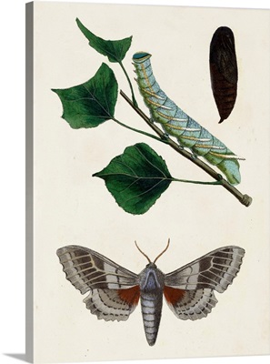 Caterpillar & Moth III