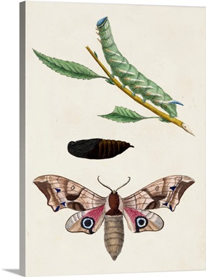 Caterpillar & Moth IV