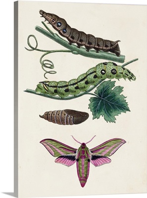 Caterpillar & Moth VI