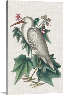 Catesby Heron III