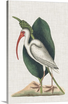 Catesby Heron VI