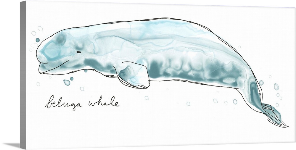 Fun contemporary watercolor drawing of a beluga whale.