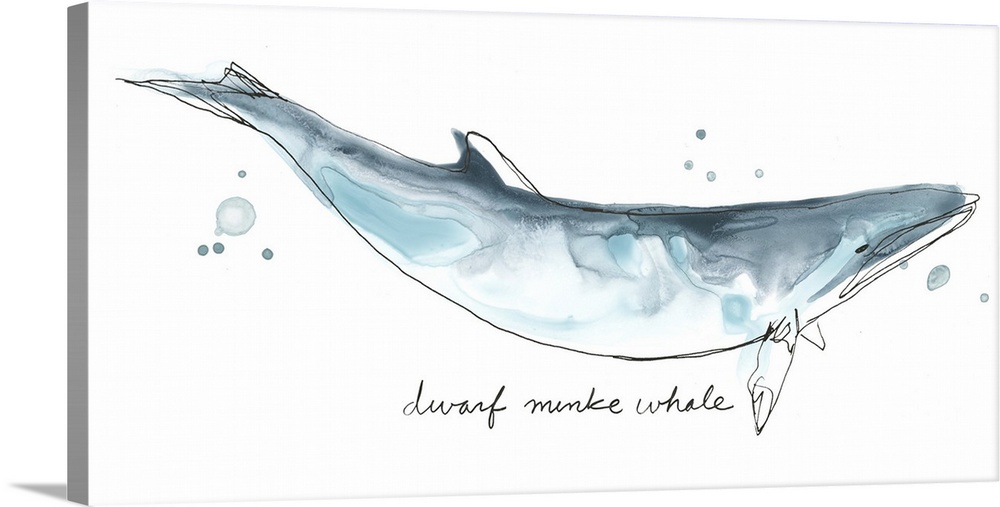 Fun contemporary watercolor drawing of a dwarf minke whale.