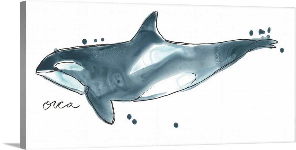 Fun contemporary watercolor drawing of an orca whale.