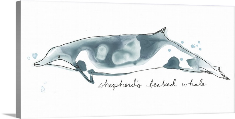 Cetacea Shepherd's Beak Whale Wall Art, Canvas Prints, Framed Prints ...