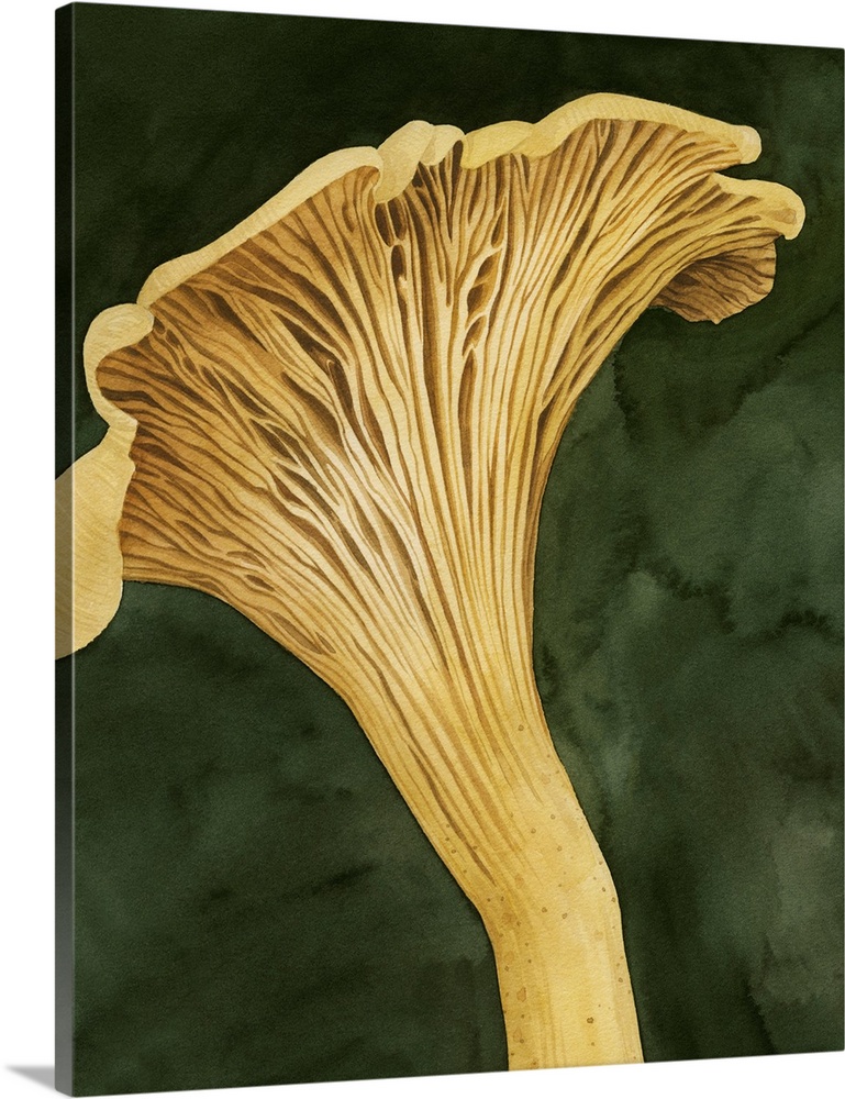 Chanterella I