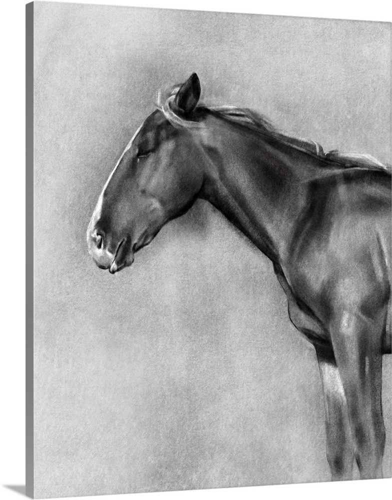 Charcoal Equine Portrait II