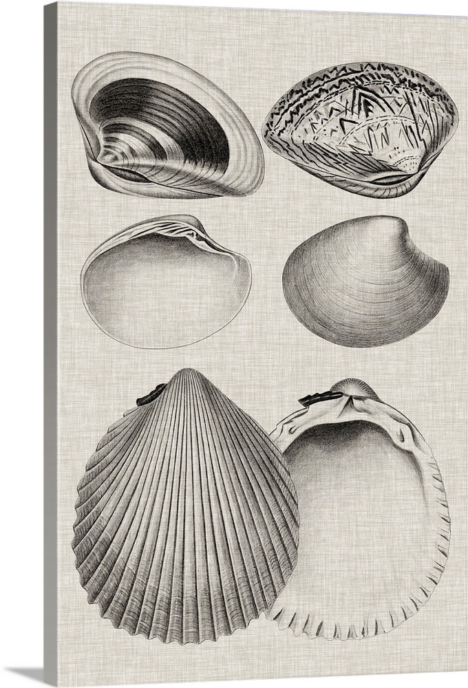 Vintage-inspired shell illustration on a gray background.