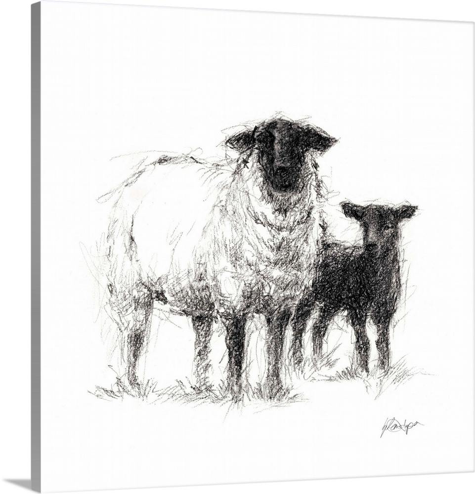 Charcoal sheep illustration in black and white.