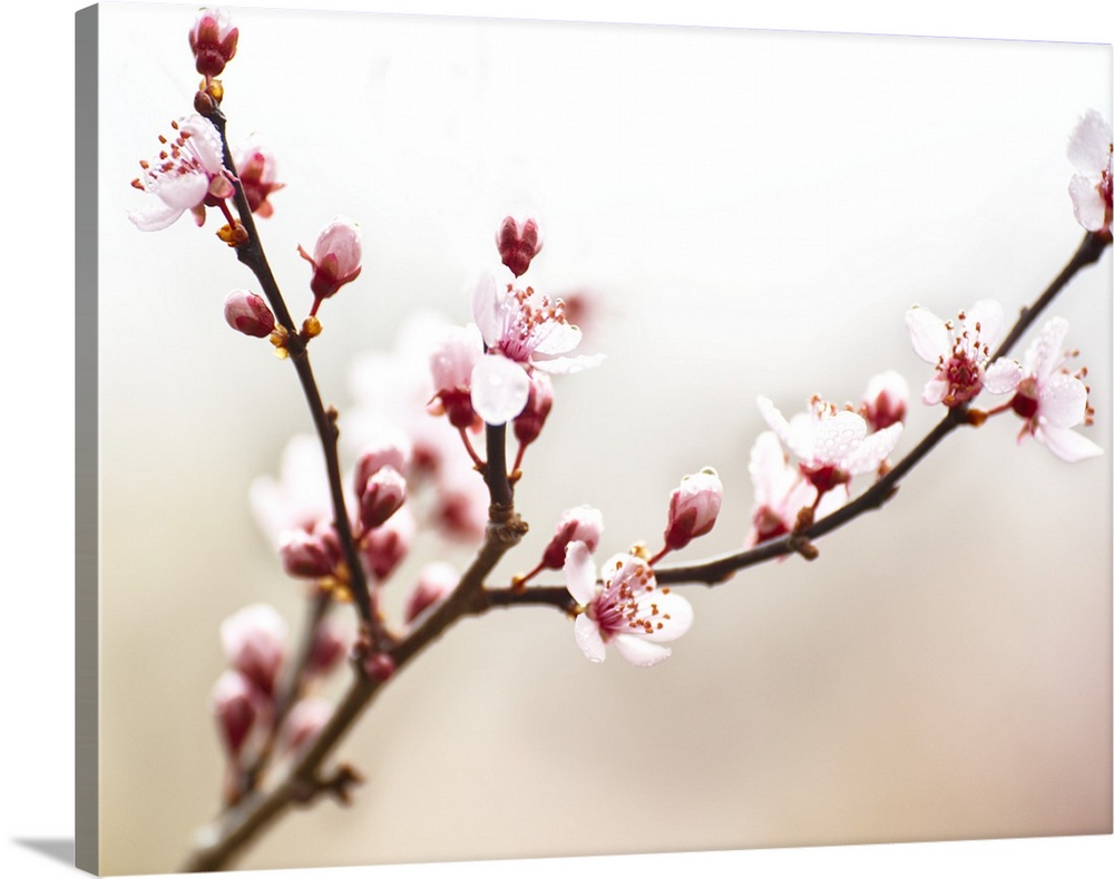 Cherry Blossom Study I