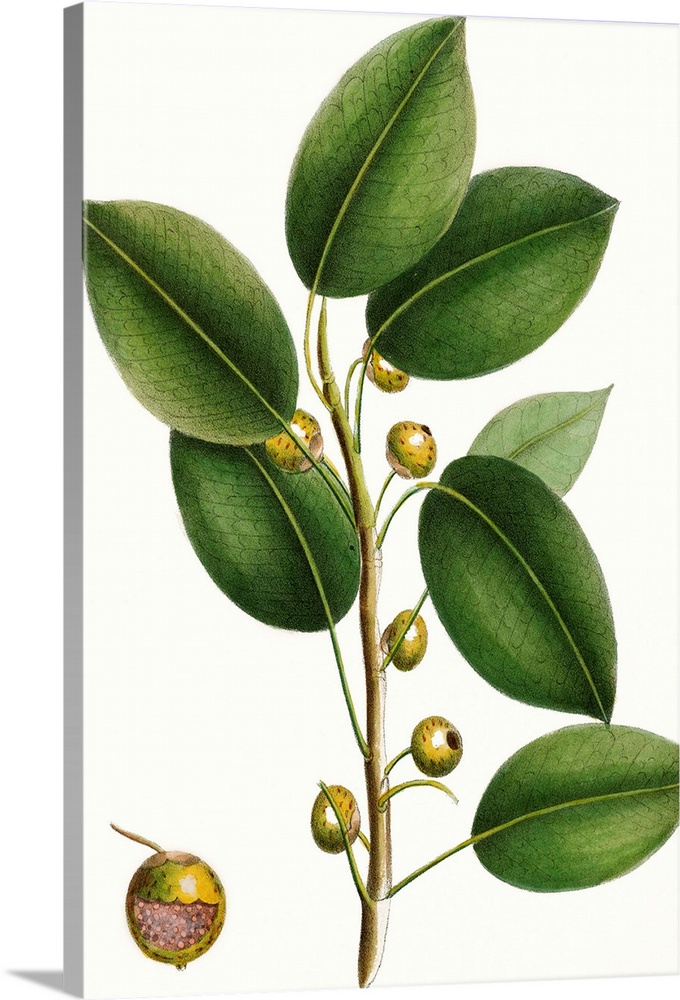 This contemporary artwork features an illustration of a close up of a botanical plant colored over a white background.