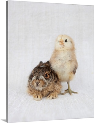 Chick & Baby Rabbit