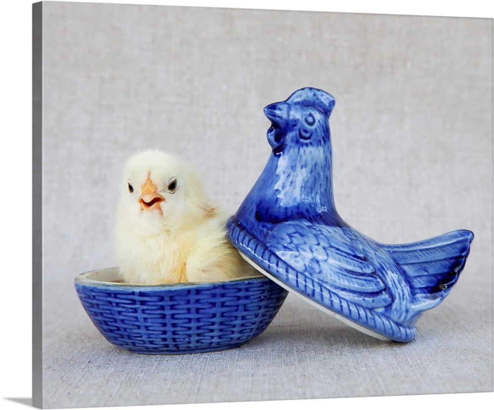 Chick In Blue Hen