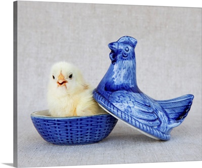 Chick In Blue Hen