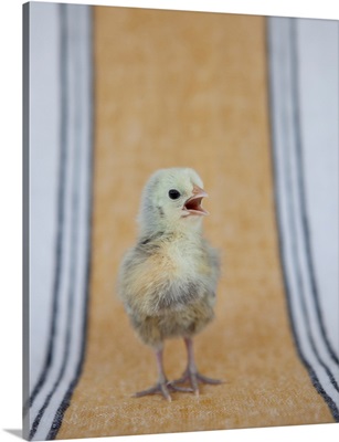 Chick On Ochre Napkin II
