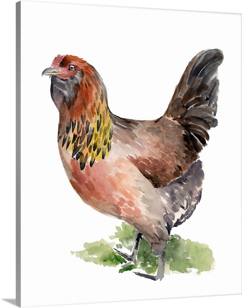 Watercolor portrait of a chicken in warm earth tones.