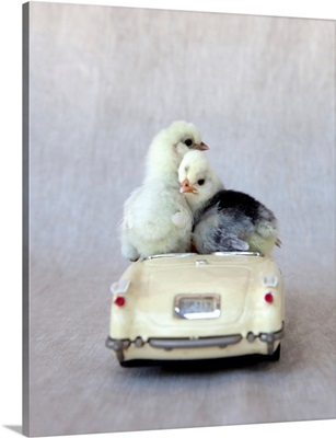 Chicks In Cream Car I