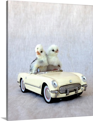 Chicks In Cream Car I