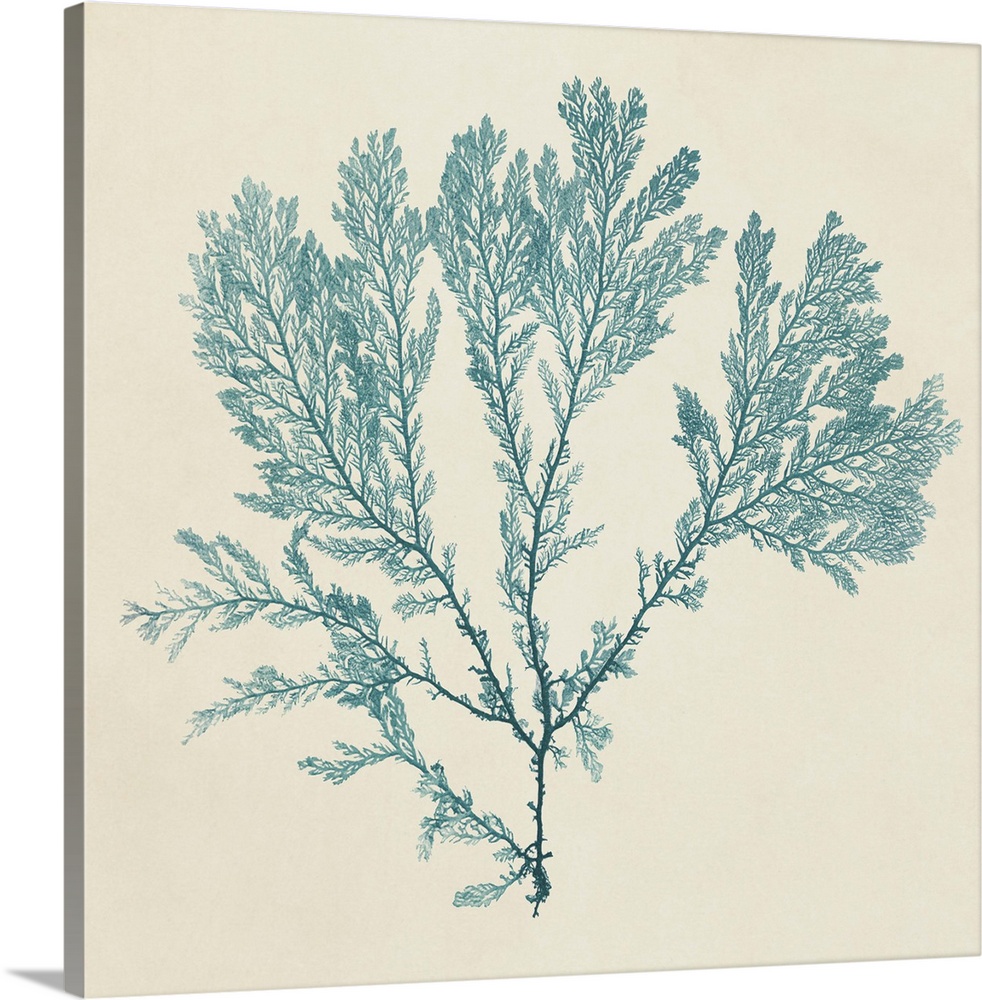 Contemporary artwork of watercolor painted seaweed against a cream colored background.