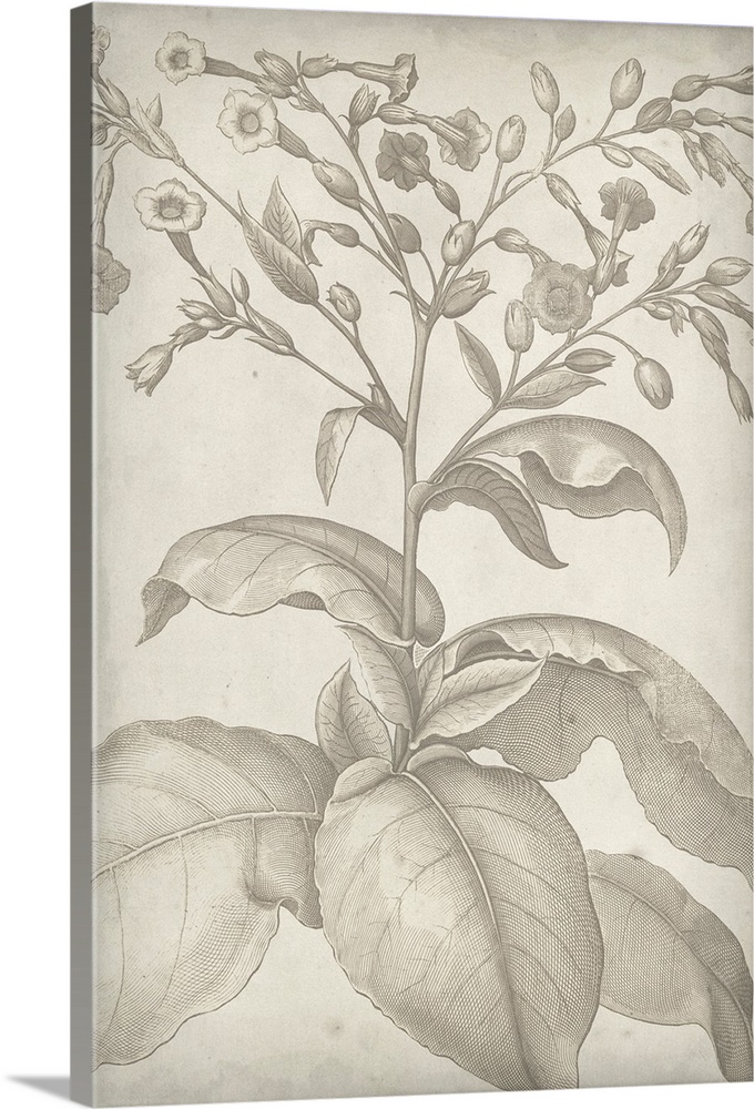 Vintage-inspired botanical illustration.