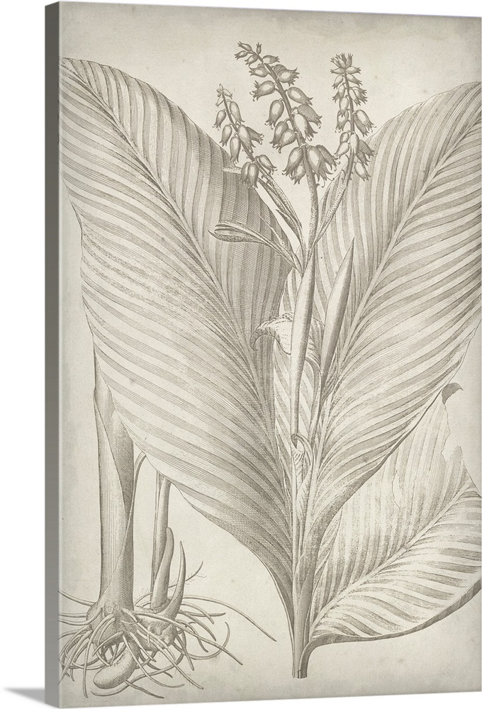 Vintage-inspired botanical illustration.