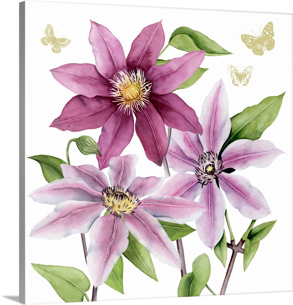 Decorative painting of three purple-pink clematis flowers with gold butterflies flying above on a white, square background.