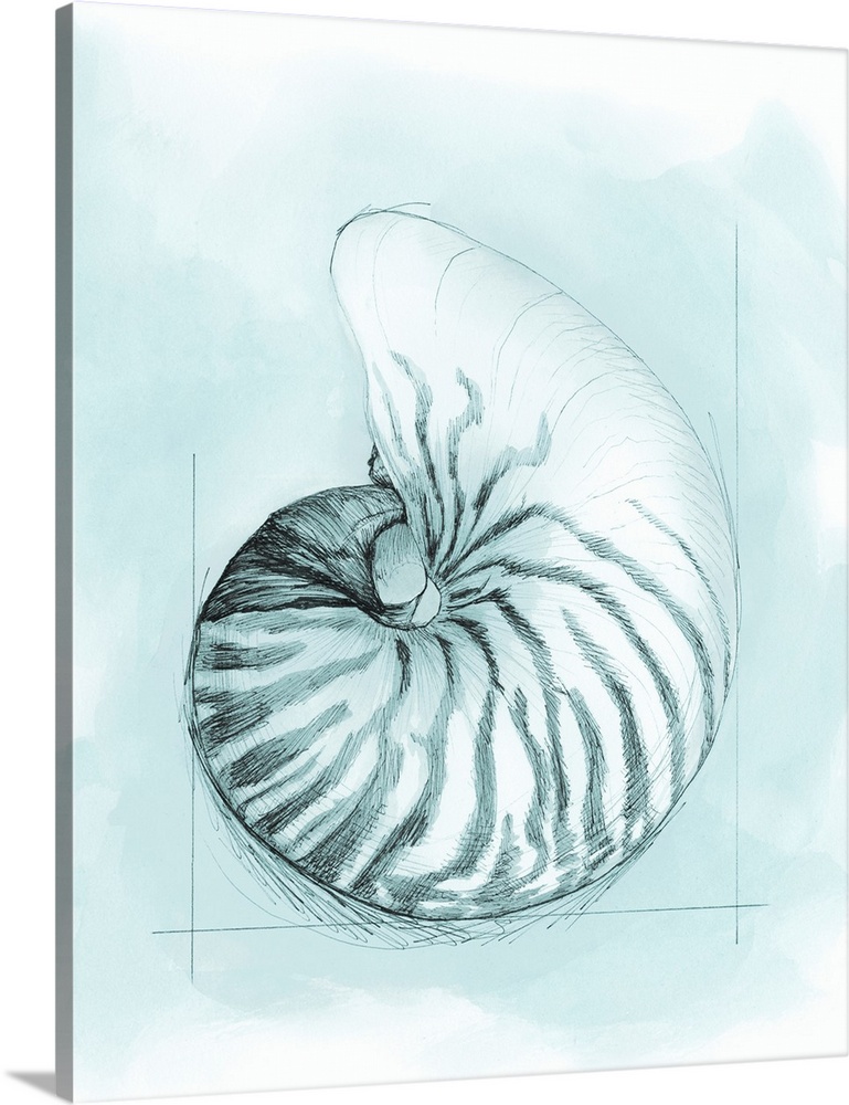 Coastal Shell Schematic II Wall Art, Canvas Prints, Framed Prints, Wall ...