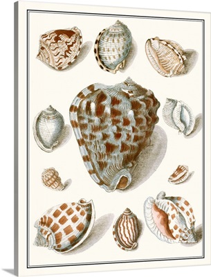 Collected Shells VIII