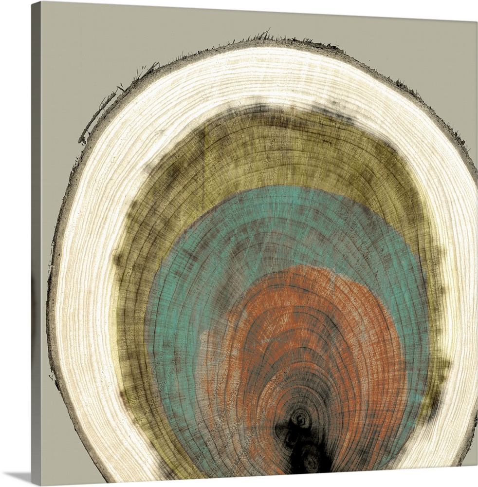 Abstract artwork of a multi-colored cross-section of a tree trunk.