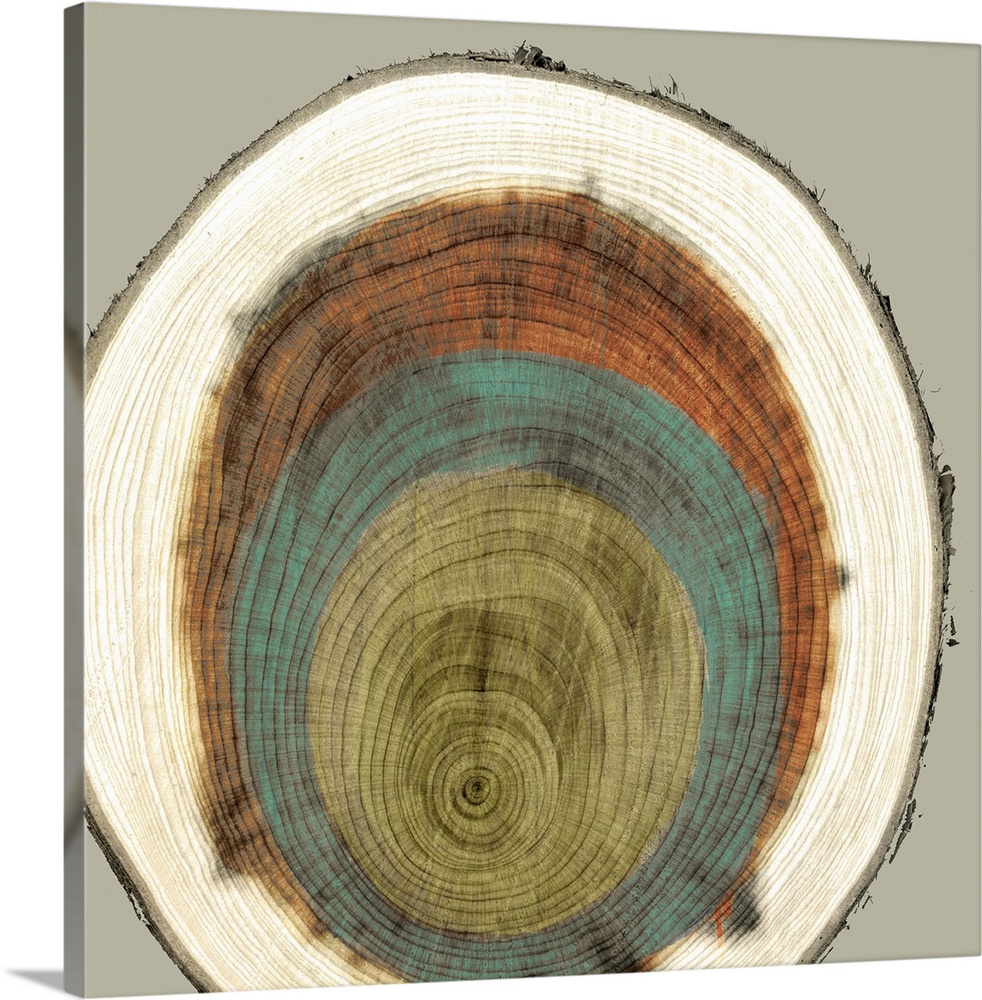 Abstract artwork of a multi-colored cross-section of a tree trunk.