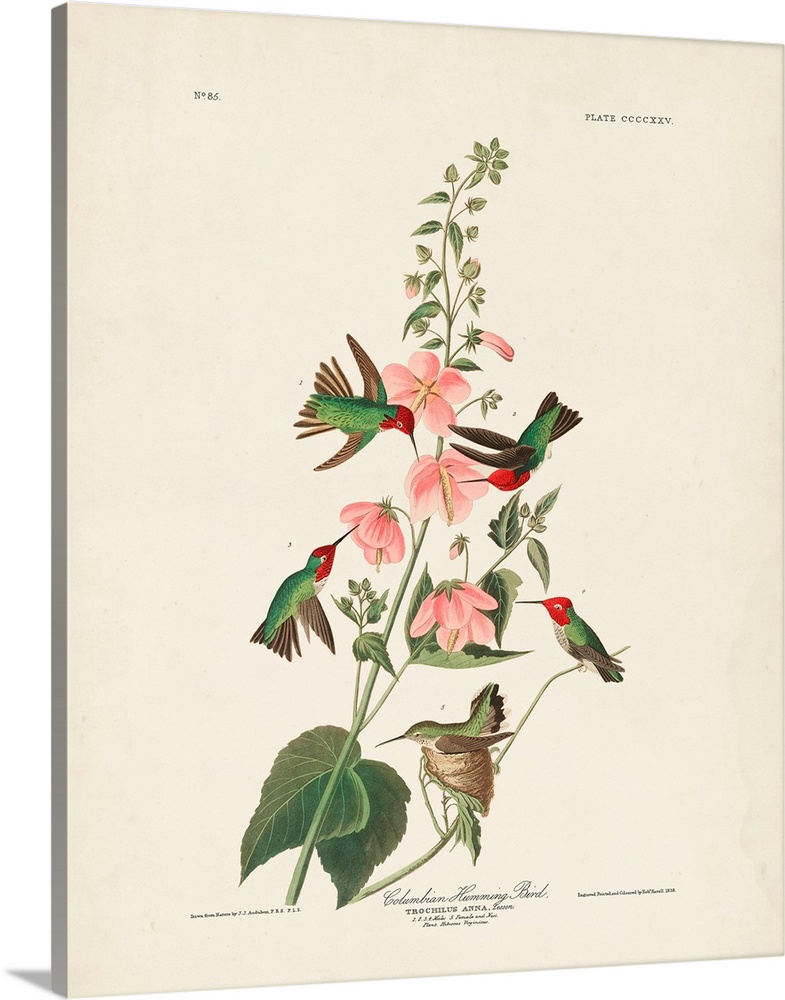 Columbian Hummingbird