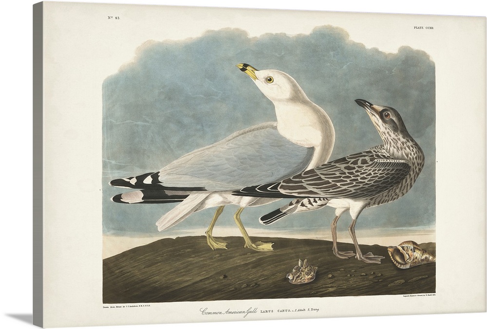 Common American Gull