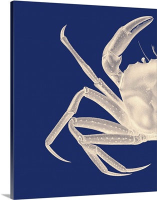 Contrasting Crab in Navy Blue A
