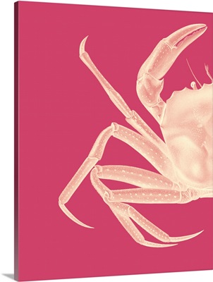 Contrasting Crab in Pink A