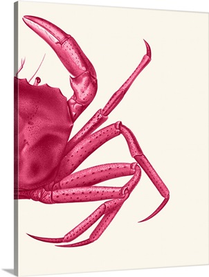 Contrasting Crab in Pink B